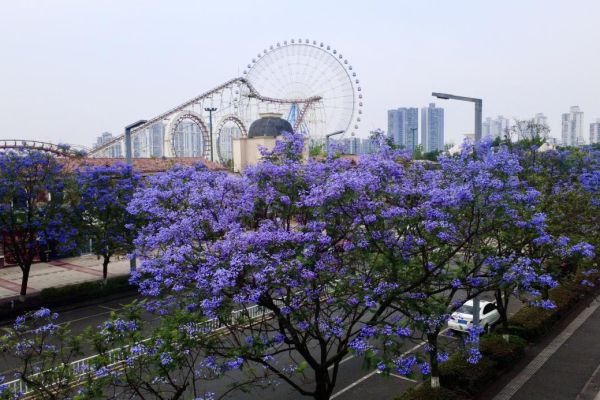 藍(lán)花楹浪漫綻放，城投花木守護(hù)城市詩意